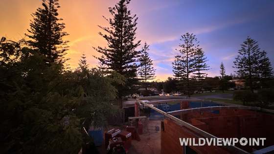 Tall Norfolk Island pines in silhouette against an orange and violet dusk sky, with the brick walls of a house under construction in the foreground.