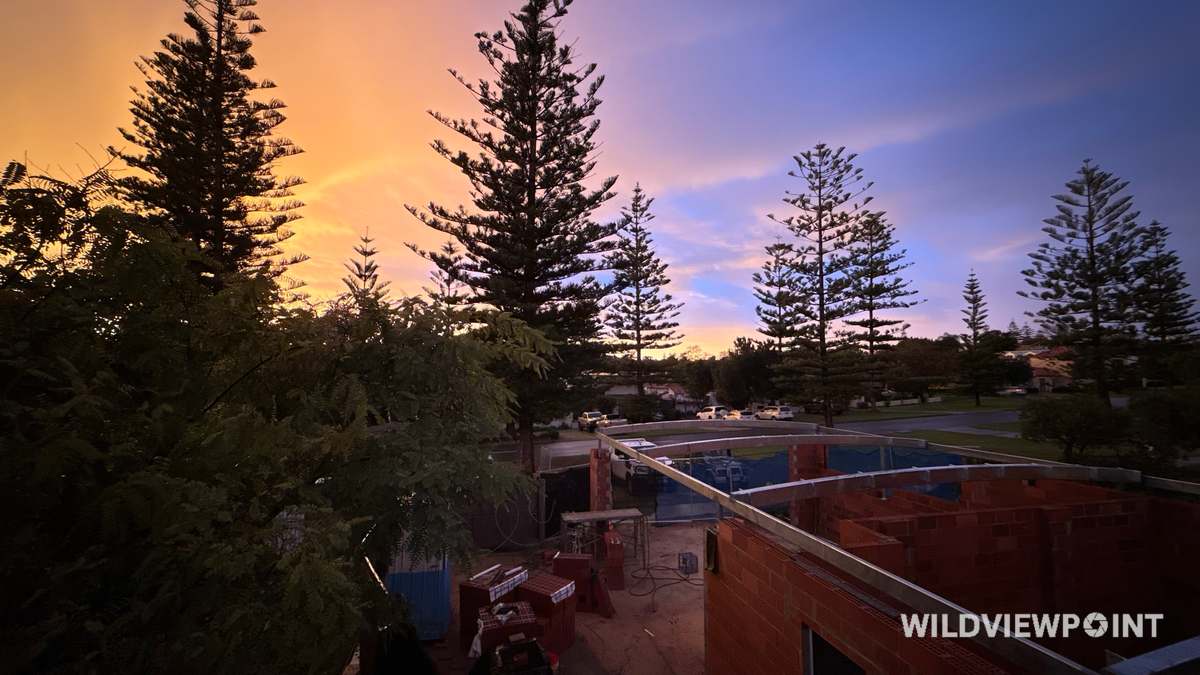 Tall Norfolk Island pines in silhouette against an orange and violet dusk sky, with the brick walls of a house under construction in the foreground.