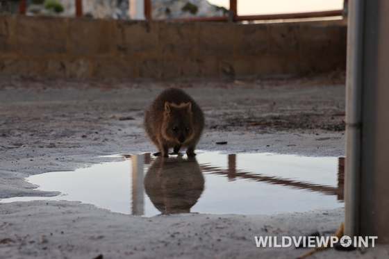 A quokka stands at the edge of a puddle that mirrors it, on pale sandy ground.