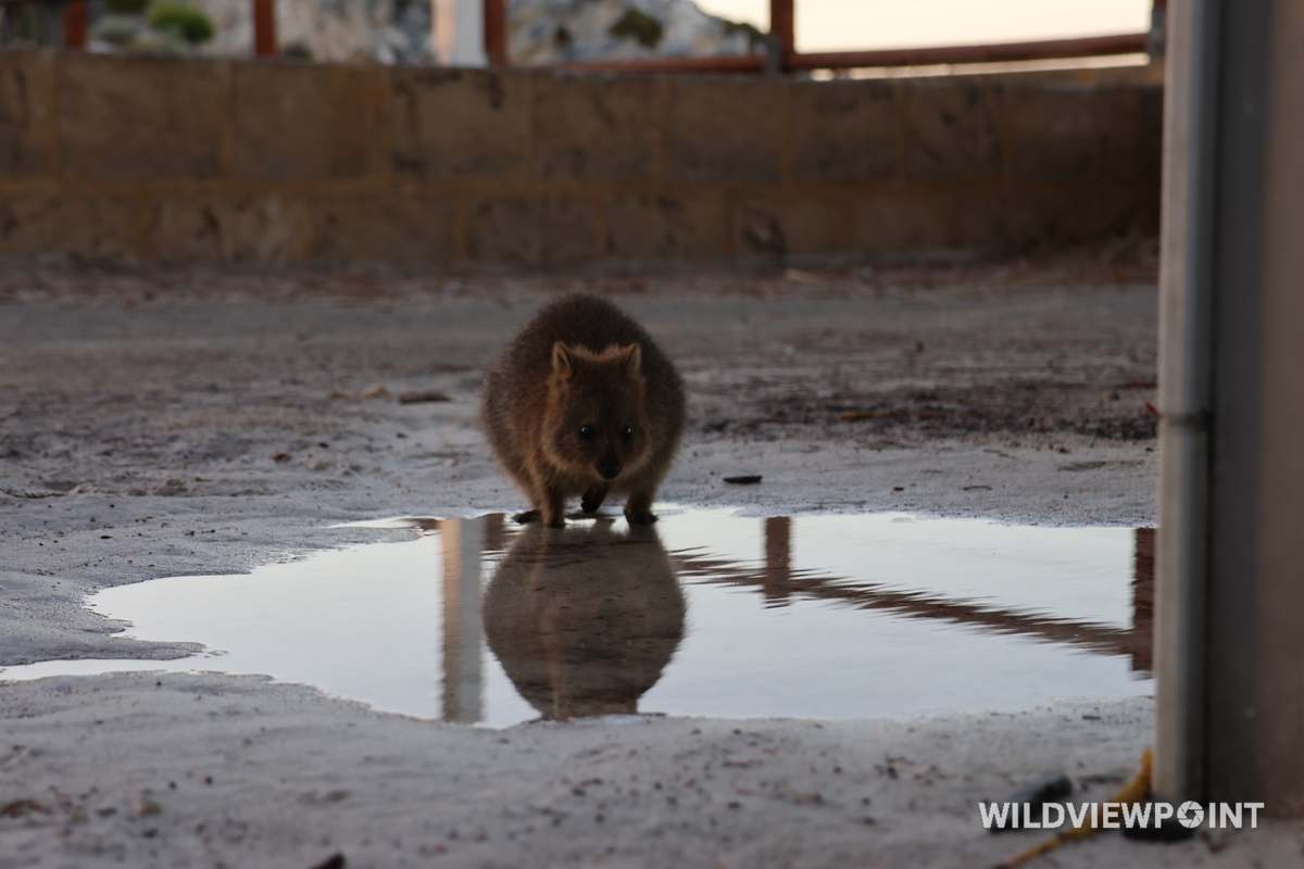A quokka stands at the edge of a puddle that mirrors it, on pale sandy ground.
