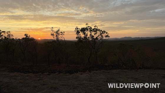Eucalyptus trees in silhouette against an orange and gold sunset, with blue hills in the distance and blackened ground in front.