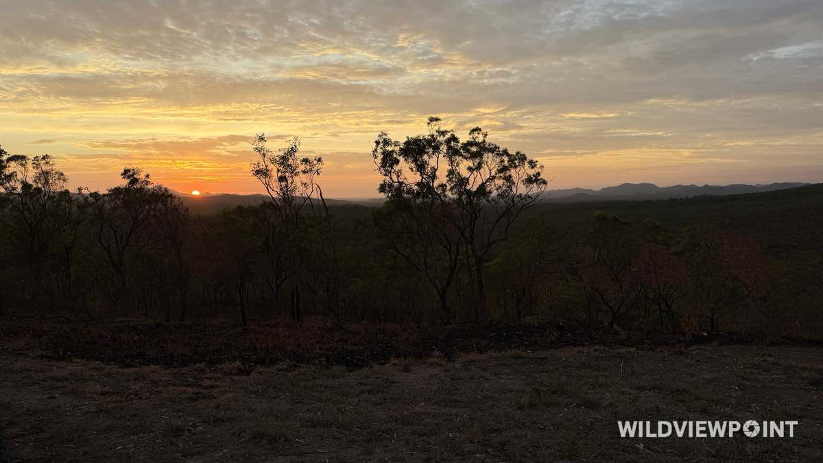 Eucalyptus trees in silhouette against an orange and gold sunset, with blue hills in the distance and blackened ground in front.