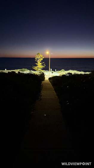 A concrete path between dark coastal bush leads toward a floodlit Norfolk pine and a street lamp, with the sea and a deep blue twilight sky beyond.